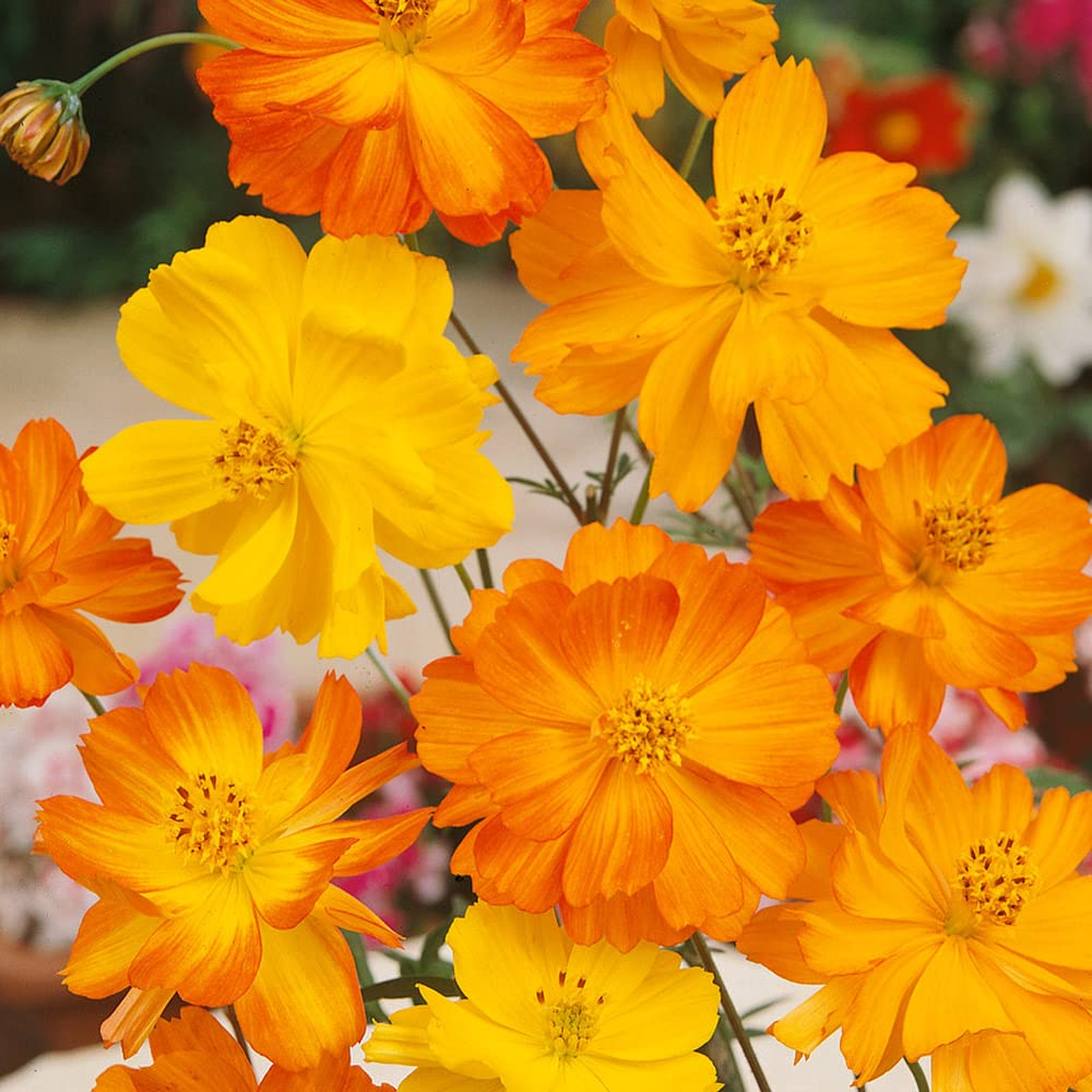 Bright Lights Cosmos Seeds – Vibrant Orange & Yellow Flowers, Easy to Grow, Pollinator-Friendly, Cosmos sulphureus, Annual Flower