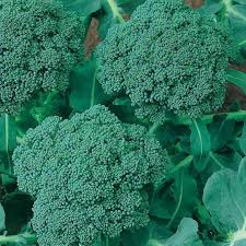 300 Seeds Broccoli Waltham 29 Brassica oleracea Heirloom Vegetable Seeds for Gardening & Harvesting
