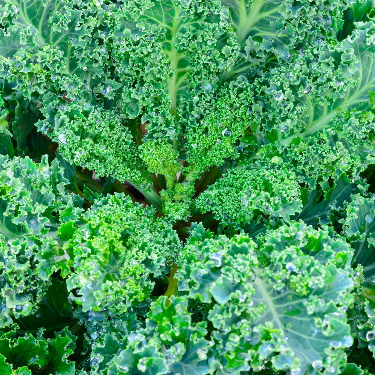 Dwarf Blue Curled Scotch Kale Seeds 1g Heirloom Cold Hardy High Yield Nutrient-Rich Garden & Container