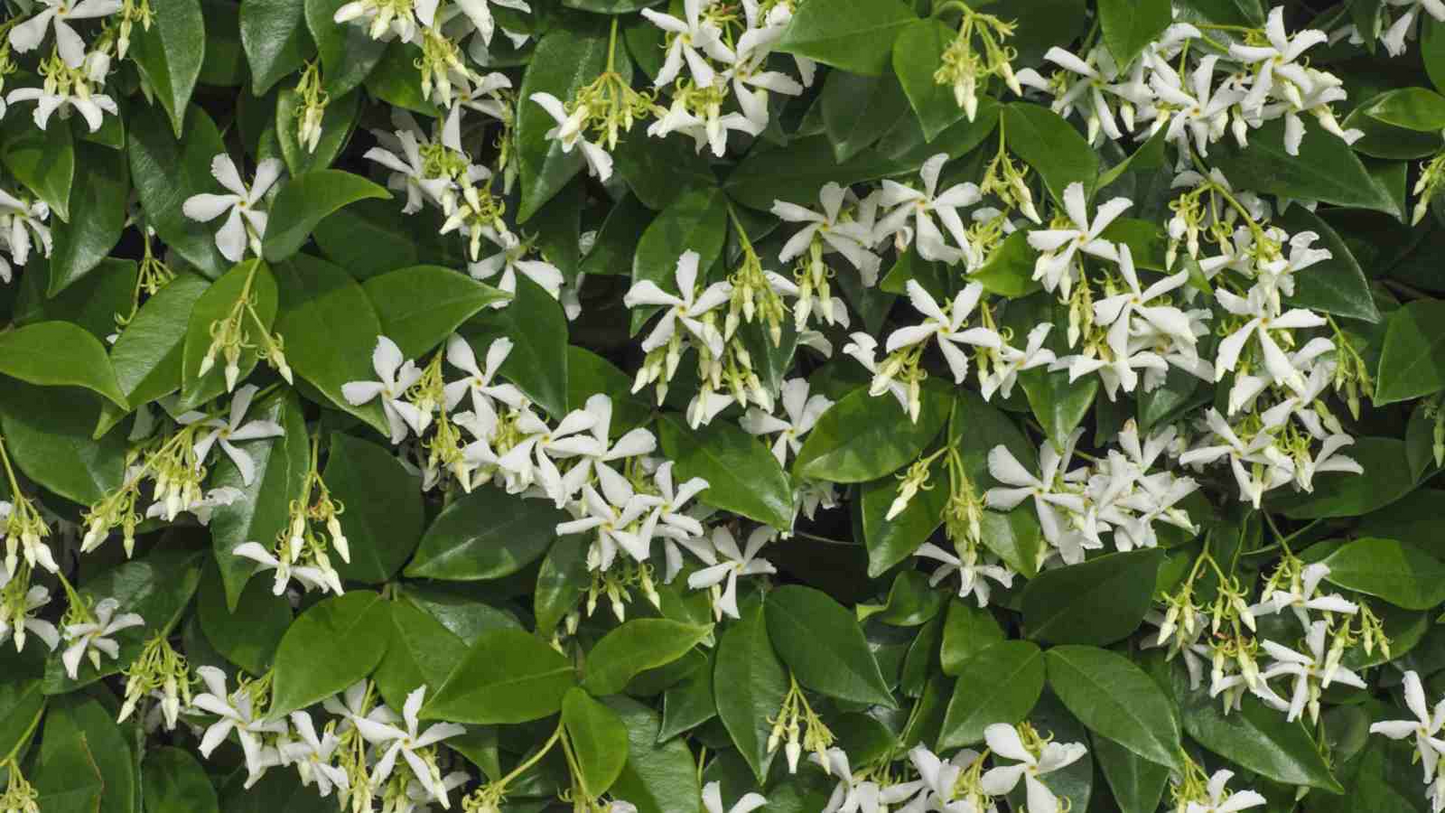 Star Jasmine Cuttings - 6" Unrooted Live Climbing Plant with Fragrant White Flowers, Evergreen Foliage, USDA Zones 8-10