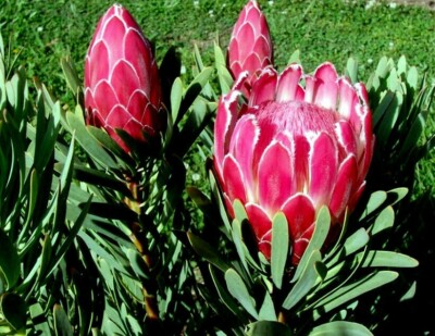 10 Queen Protea Seeds Protea magnifica Exotic Woolly Beard Flower South African Garden Plant