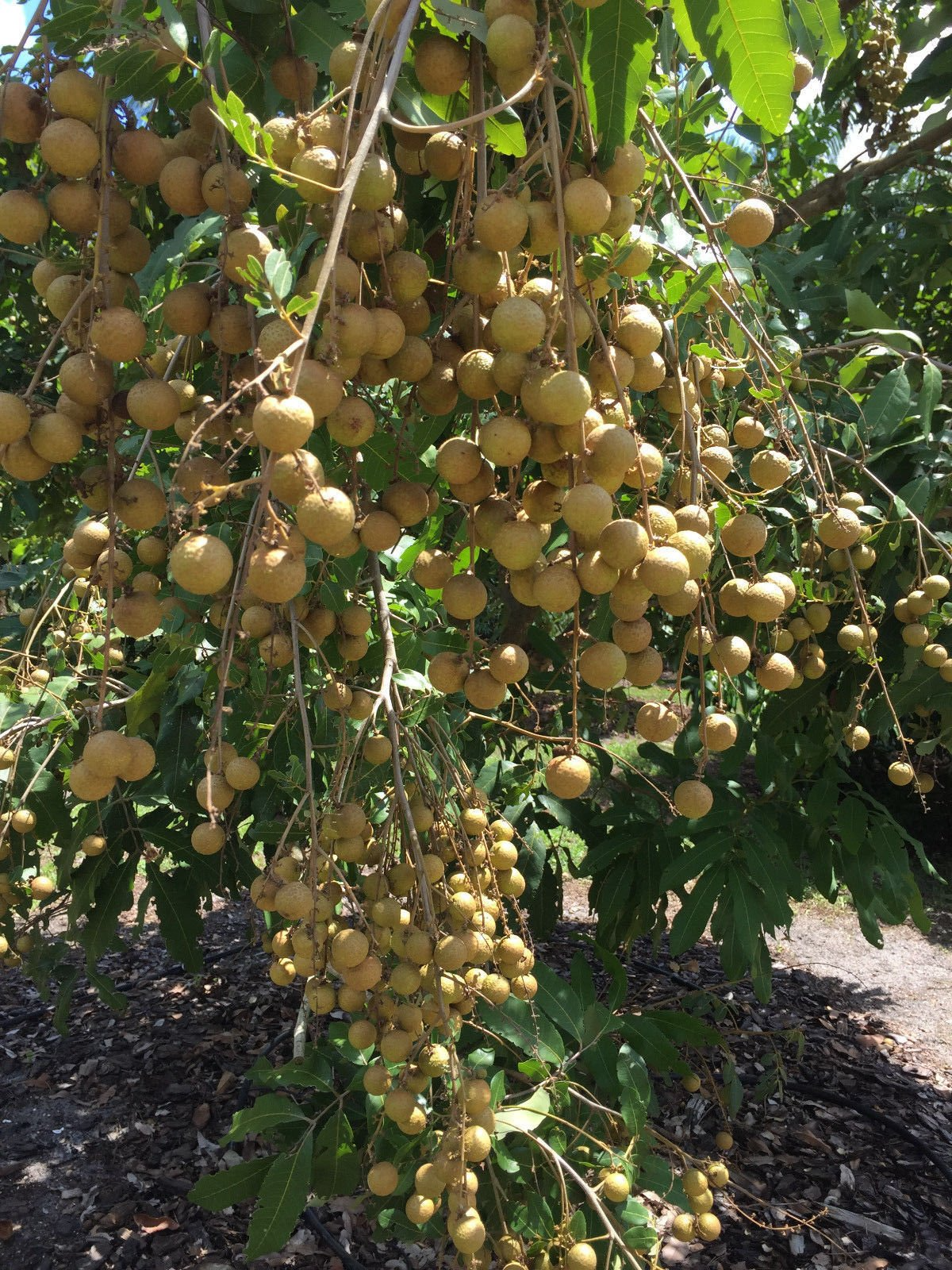 Longan Tree Seedling 6-Inch Dragon Eye Dimocarpus longan Tropical Fruit Tree Ready to Plant