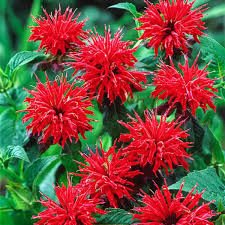 Cherry Red Monarda Bee Balm Plants (Lot of 2) | Live Perennial Flowers for Pollinator Gardens | Butterfly Magnet | Vibrant Red Blooms