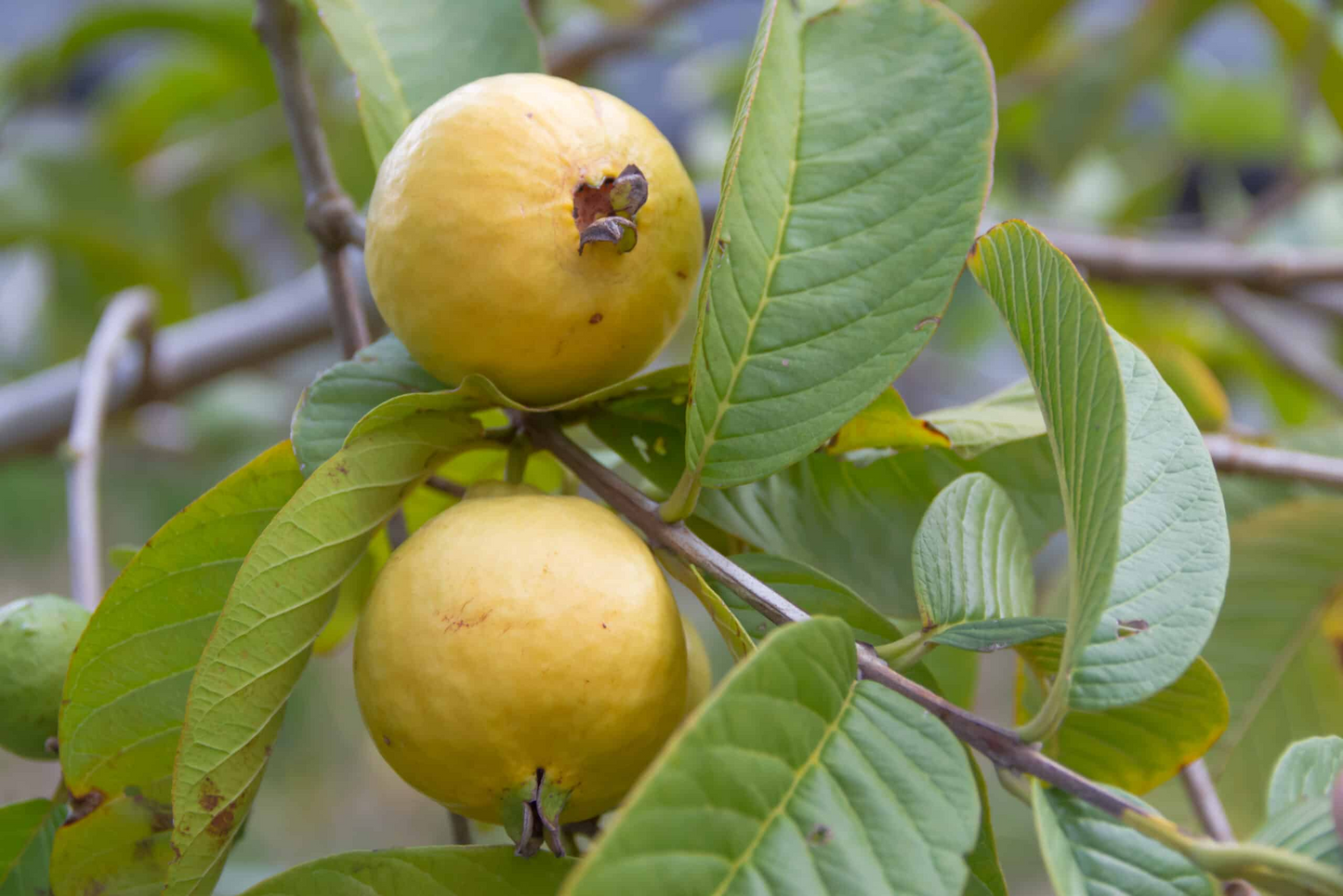 Beaumont Guava Seeds β Psidium guajava Tropical Fruit Tree for Garden & Home, Edible, Fragrant Flowers