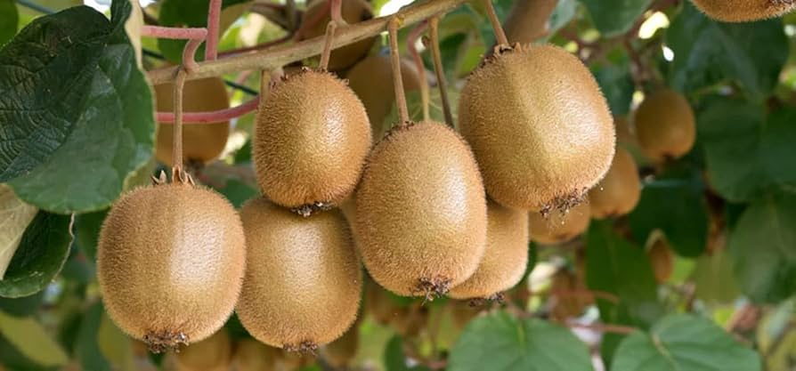 Golden Kiwi Seeds – Fast Growing Edible Fruit Vine, Actinidia chinensis, Sweet Kiwifruit, Backyard Garden Starter, High Yield