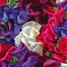 Sweet Pea Seeds – Blush Pink Blooms – Climbing Flower Vine for Bouquets & Gardens – Lathyrus odoratus