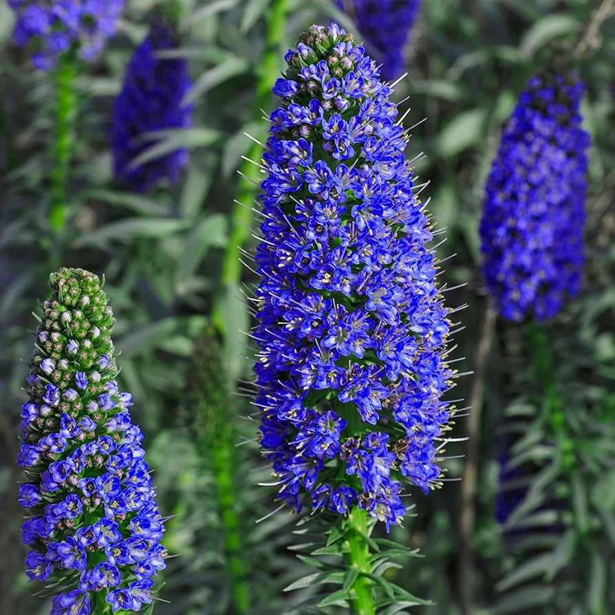 50 Pride of Madeira Seeds | Blue Bugloss Flowering Plant | Echium fastuosum | Drought-Tolerant, Pollinator-Friendly Shrub
