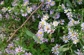 Symphyotrichum puniceum Seeds – Swamp Aster Native Wildflower with Violet Blooms for Moist Gardens & Rain Gardens