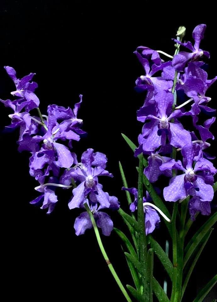 Papilionanda Ernest Chew "Cerulean Treasure" Orchid Flowering Size, Light Blue Blooms, Tropical Landscape Orchid