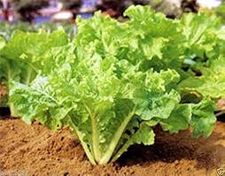 Frilly Leaf Pak Choi Seeds 500mg Hybrid Brassica rapa Non-GMO Asian Greens for Salads, Stir-Fries, Easy to Grow Vegetable