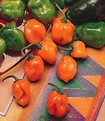 Orange Habanero Pepper Seeds - Heirloom, Non-GMO, Capsicum annuum, 100,000-350,000 Scoville, Hot Pepper Seeds for Salsas & Hot Sauces