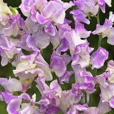 Pulsar Sweet Pea Seeds – 50+ Purple & White Blooms Climbing Vine for Trellises & Bouquets