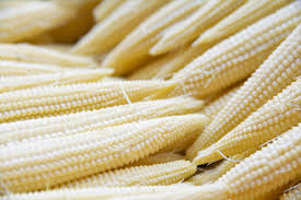 50 Seeds Japanese Hulless White Baby Corn Popcorn Seeds Zea mays Heirloom for Home Gardening & Snacks