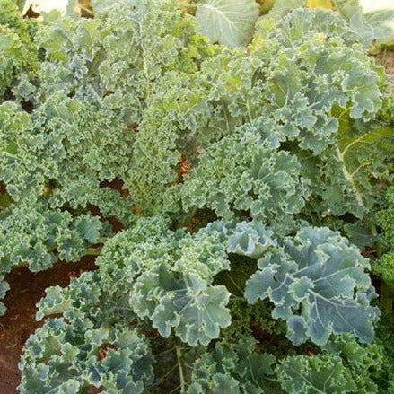 Kale Dwarf Siberian Improved Seeds – Heirloom, Cold Hardy, High Yield, Nutrient-Rich, Garden & Container Planting, Brassica napus