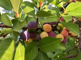 Prunus maritima Beach Plum Live Bare Root Plant 12-18 Inches Edible Fruit Hardy Shrub for Zones 3-9