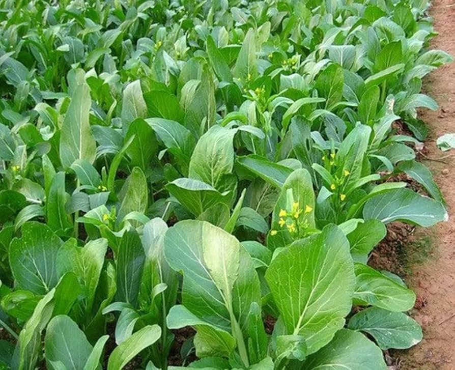 Yu Choy Sum Seeds – 500mg for Planting, Asian Greens, Brassica rapa var. parachinensis, Tender Stems & Leaves, Fast Growing, High Yield