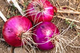 200 Seeds Red Creole Onion Allium cepa Heirloom for Cooking, Storage & Salads | Deep Red Bulb