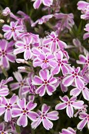 Candy Stripe Phlox Seeds – 100+ Pink & White Striped Creeping Groundcover Flower for Borders, Pathways, Rock Gardens, Spring Color