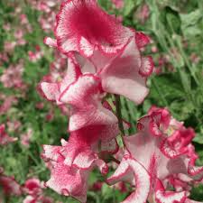 Phoebe Sweet Pea Seeds – 50+ Vibrant Rose Climbing Blooms for Trellises & Cut Flowers