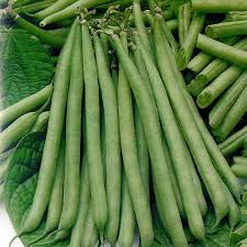 Petite Filet French Bean Seeds | Phaseolus vulgaris | Tender Crisp Bush Beans for Gardening & Cooking | 10 Seeds