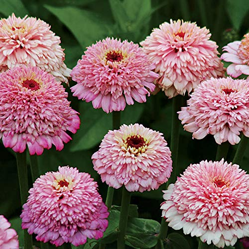 Zinderella Lilac Zinnia Seeds – 100+ Seeds – Scabiosa-Style Lilac Blooms for Cut Flowers & Pollinator Gardens – Zinnia elegans