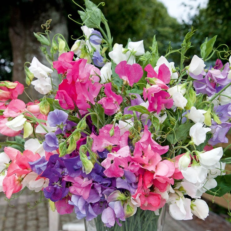 Sweet Pea Seeds | 50+ Mix | Dwarf Fragrant Blooms | Lathyrus odoratus for Borders & Containers