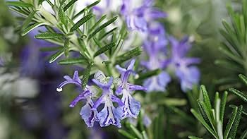100 Rosemary Seeds Salvia rosmarinus Aromatic Herb for Culinary & Ornamental Gardens