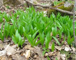 Wild Leek Ramp Seeds – Allium tricoccum Heirloom Perennial for Shade Gardens, Woodland, Gourmet Cooking