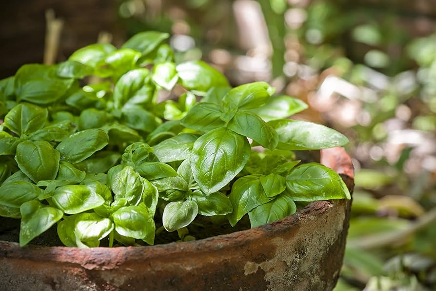 Dwarf Greek Basil Seeds β Heirloom, Compact, Aromatic β Ocimum basilicum, Perfect for Containers & Indoor Gardens