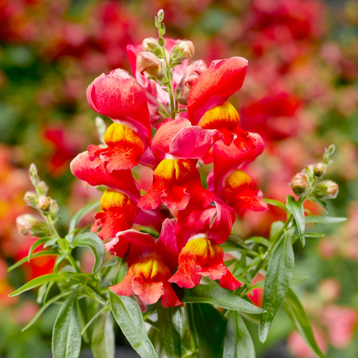 Antirrhinum majus La Bella Red Snapdragon Seeds β 1000+ Vibrant Red Blooms for Garden & Cut Flowers
