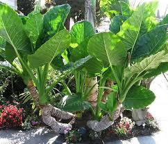 Borneo Giant Elephant Ear Seedlings | Alocasia macrorrhiza | Tropical Foliage Plant | Fast-Growing Perennial