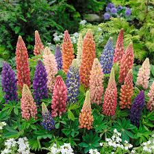 25+ Minarette Dwarf Mix Lupine Seeds – Compact Spiked Blooms in Pink, Purple, Blue, White & Yellow – Lupinus polyphyllus Seeds for Gardens & Containers