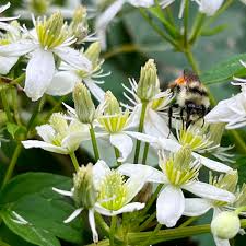 Clematis virginiana Seeds – Native Climbing Vine with White Starry Blooms, Pollinator Friendly, Fast-Growing Perennial Planting Seeds