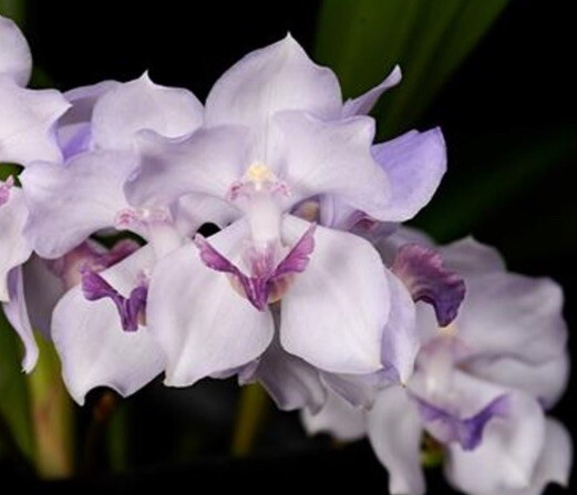 Acacallis Cyanea Orchid Seedling | Fragrant Lavender Flowers | Rare Tropical Orchid | Live Potted Starter Plant