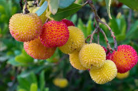 Strawberry Tree Seeds (Arbutus unedo) β Edible Red Berries, Evergreen Shrub, USDA Zones 8-11, Compact Ornamental Plant