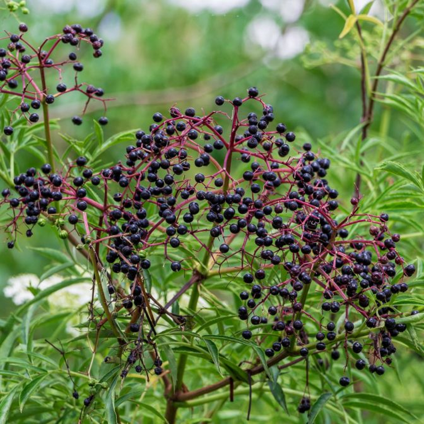 American Elderberry Cuttings 5 Unrooted Sambucus canadensis for Home Garden, Berries, Pollinators