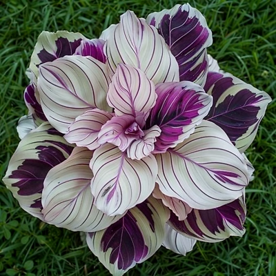 25+ Purple Beauty Calathea Seeds β Exotic Tropical Plant for Indoor Houseplants & Shaded Gardens β Vibrant Foliage, Ornamental, Air-Purifying