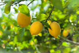 Sweet Lime Lemon Seeds β Low-Acid Citrus Tree, Juicy & Fragrant, Self-Pollinating, Container-Friendly, Folia Flora