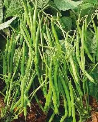 Petite Filet French Bean Seeds 5g Heirloom Non-GMO Tender & Crisp Green Beans for Garden Beds & Containers