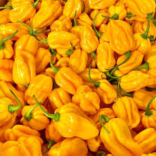 Caribbean Yellow Habanero Pepper Seeds β Capsicum chinense β Hot Chili, Heirloom, Non-GMO, 300,000+ Scoville