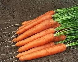 Speedo Carrot Seeds β Fast-Growing, High-Yield, Sweet & Tender Root Vegetable, Deep Orange, 55-60 Days, Folia Flora