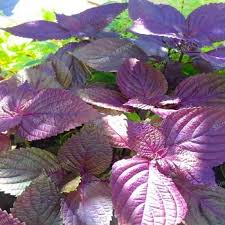 Perilla Red Aka Shiso Seeds – 500mg Heirloom Herb for Gardening, Container, High Yield, Heat Tolerant, Perilla frutescens var. crispa
