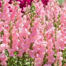 Candelabra Rose Snapdragon Seeds (Antirrhinum majus) | 1000+ Seeds for Gardens, Borders & Cut Flowers | Rose-Pink Blooms