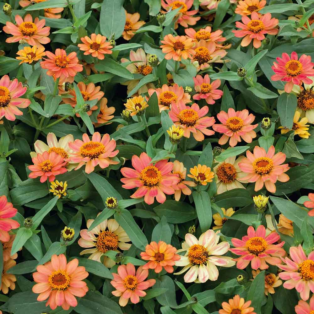 100+ Profusion Apricot Zinnia Seeds | Compact Heat-Tolerant Annual Flowers | Zinnia hybrida for Garden, Borders & Containers
