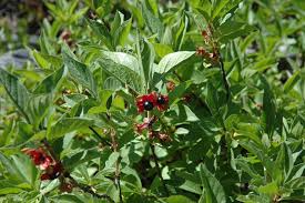 Twin-Berry Honeysuckle Seeds 50 Pack, Red Flower Vine Shrub, Hardy, Pollinator-Friendly, Fast-Growing, Lonicera involucrata