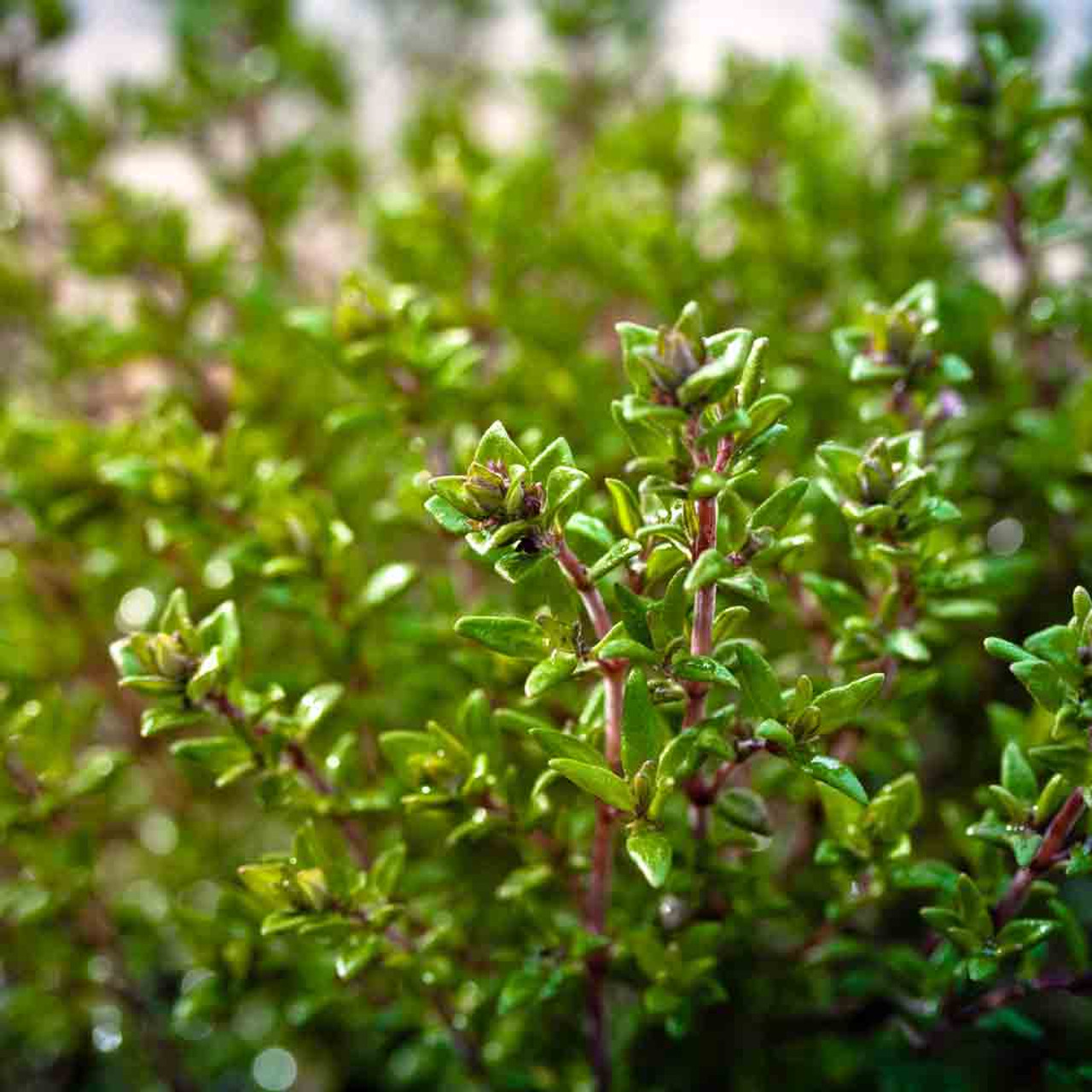 350 Thyme Seeds for Planting - Thymus vulgaris - Aromatic Culinary Herb for Garden & Kitchen