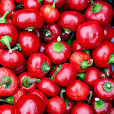 Cherry Hot Red Pepper Starter Plants – High Yield, Spicy & Sweet Chili, Edible, Capsicum annuum