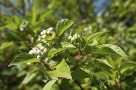 Cornus sericea Red Osier Dogwood Shrub - Live Bare Root Plant 18"-24" for Zones 3-8