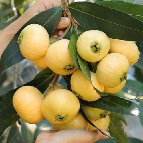 Golden Rose Apple Live Rooted Plant, Syzygium jambos, Tropical Fruit Tree, 4+ Tall, Edible Fragrant Fruit, Fast-Growing Tree