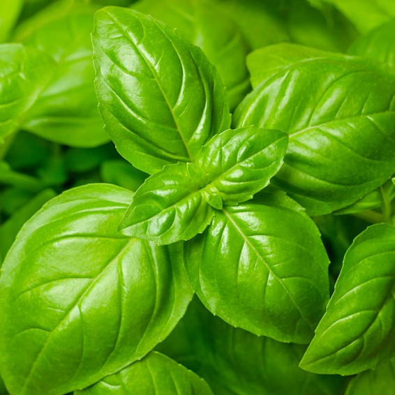 Herb Seeds - Basil Genovese, Heirloom Non-GMO, Aromatic Italian Herb, Ocimum basilicum, Culinary & Pesto